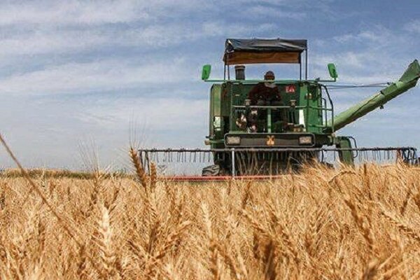 تأکید بر تداوم خرید تضمینی گندم در مازندران / آغاز برداشت در استان