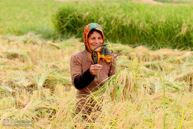 نوغانداری و صندوق‌های خرد؛ روی کاغذ قوی، در میدان چقدر اثرگذار؟!