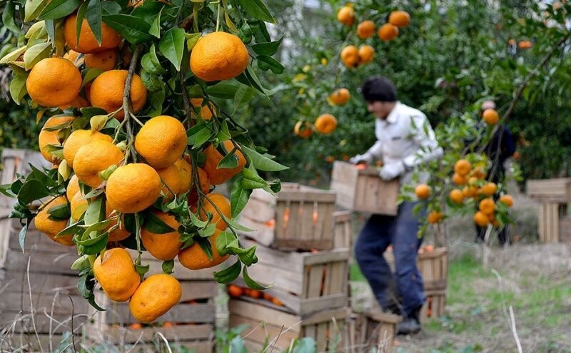 تدوین پروتکل نظارت بر برداشت و رنگ‌آمیزی مرکبات مازندران تا ۱۰ روز آینده