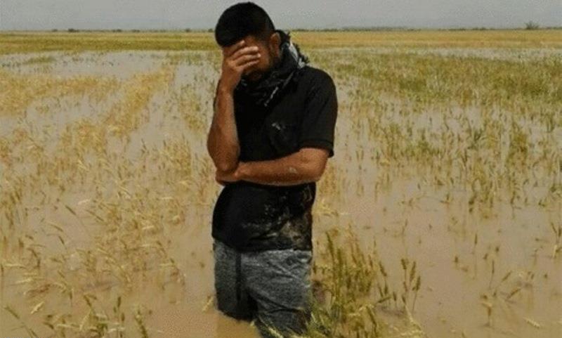 وقتی هشدار هست اما خسارت همچنان سنگین است؛ کشاورزی مازندران زیر فشار سیلاب!
